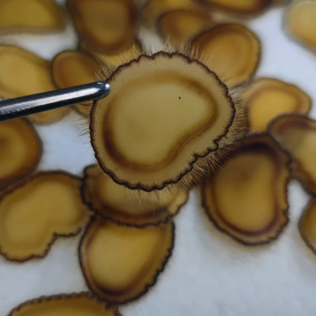 梅花鹿，优等全腊，排血全腊片，长白山直发。