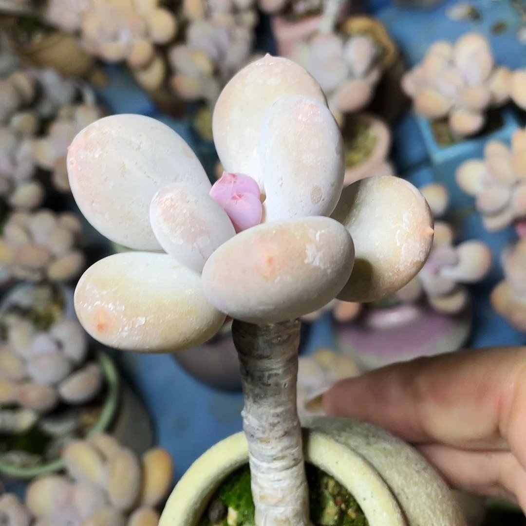 是***吖多肉植物的生长发育和