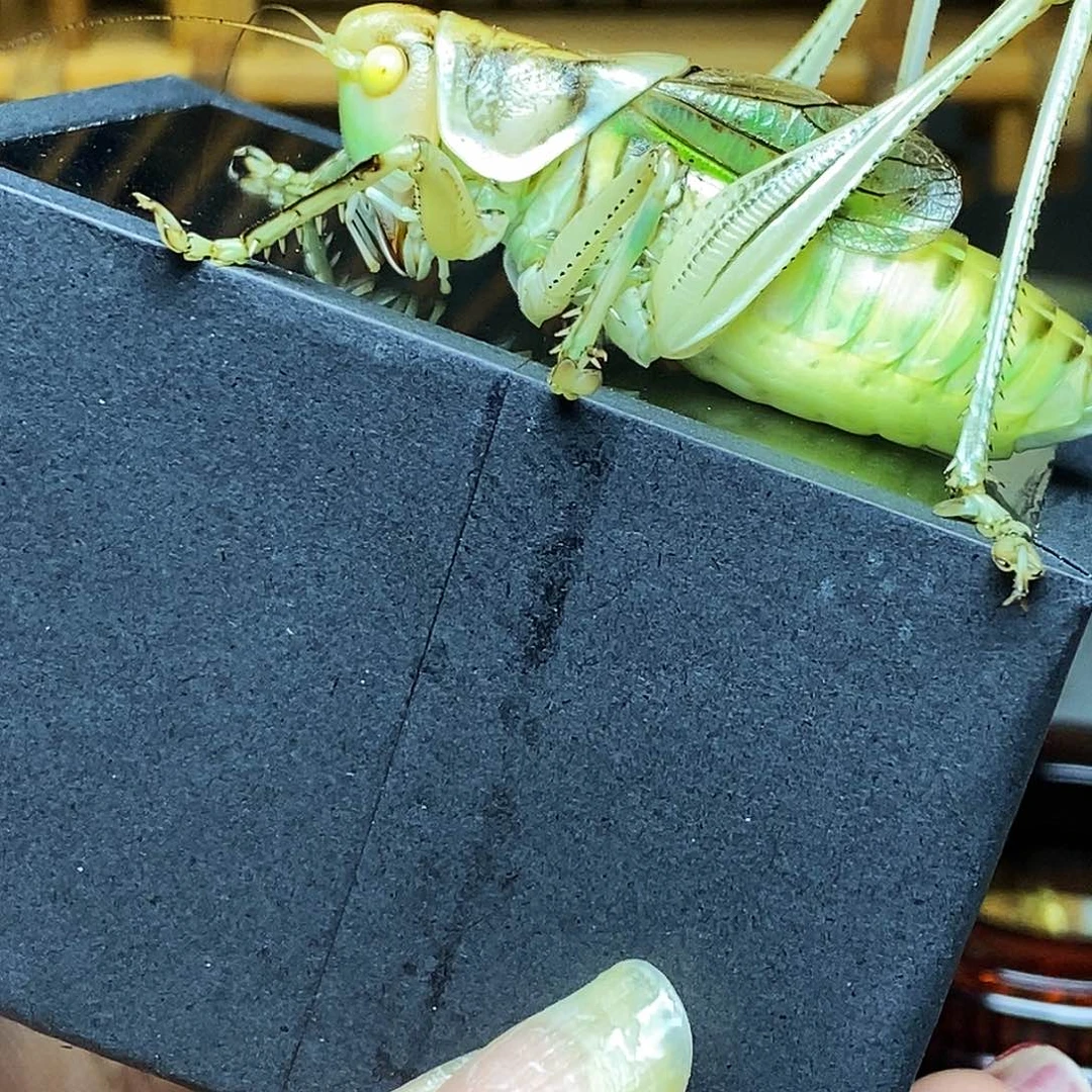 黄金甲玉眼蝈蝈哈哈哈哈