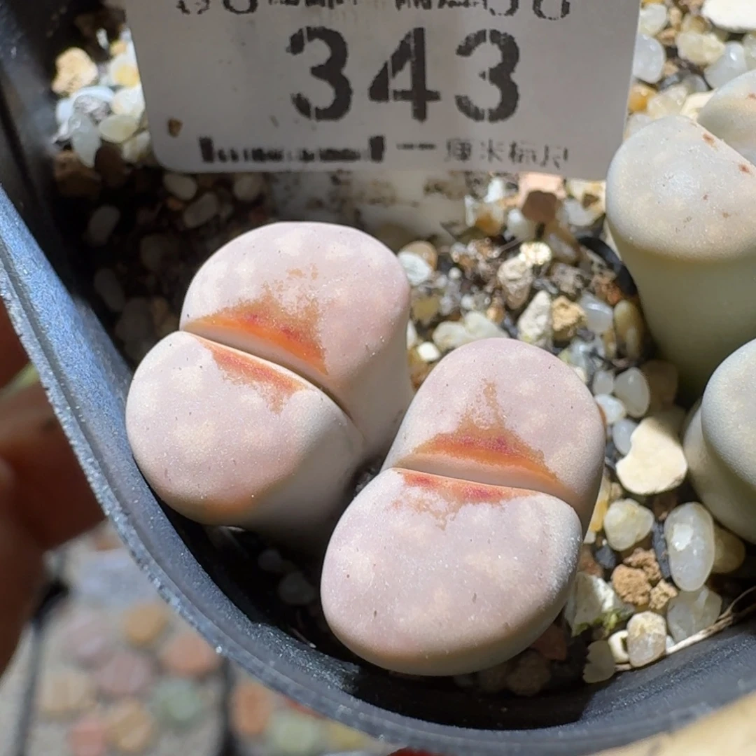 Sss精品便宜清了343