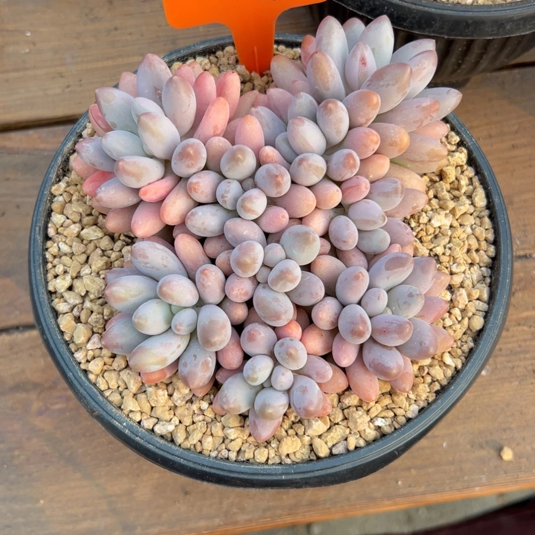 *****粉恋111111111111111111