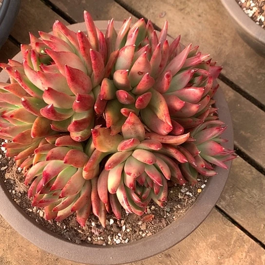 每日特价活动开始啦