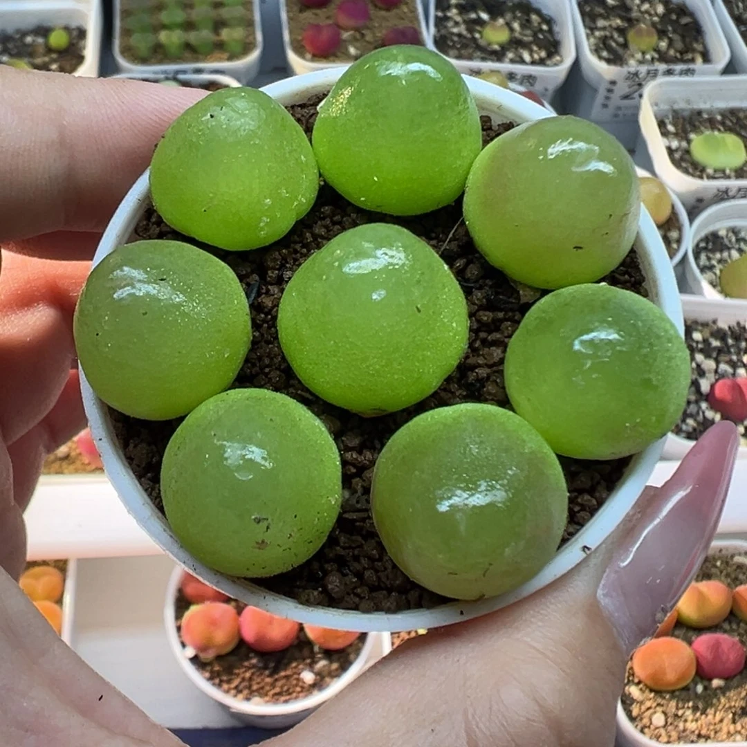 258灯泡裸根发货