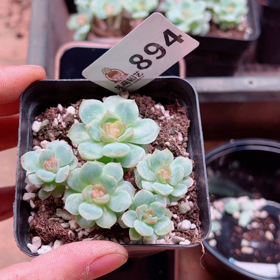 小*姐多肉植物多肉植物