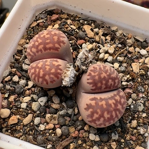 2684紫苑母本双头带盆土