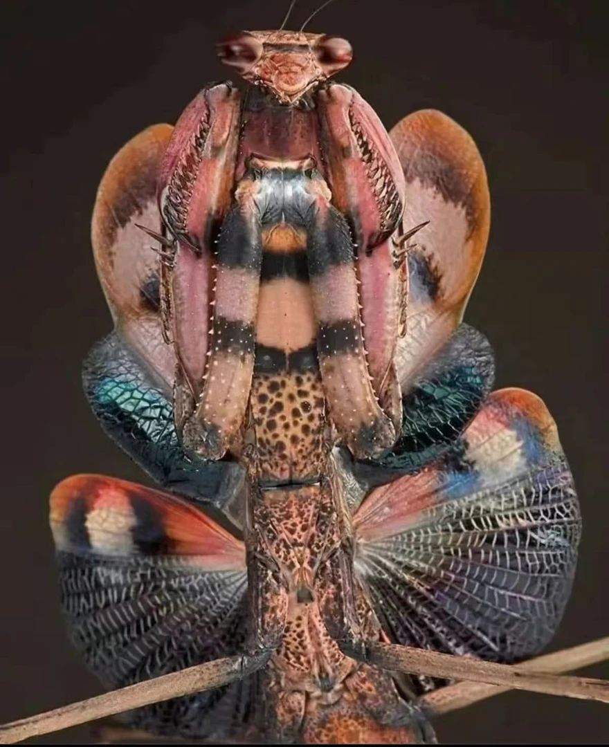 【虫虫宠物】云南惧螳螂虫虫宝藏桌面宠物新奇萌宠男女生日礼物