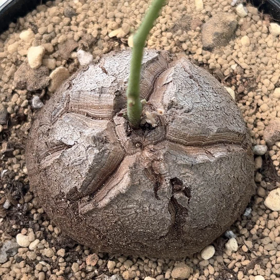 潮流植物 龟甲龙 天眼