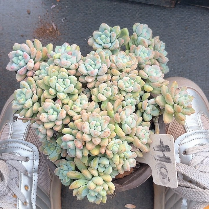 晨语肉肉，一物一拍就是100