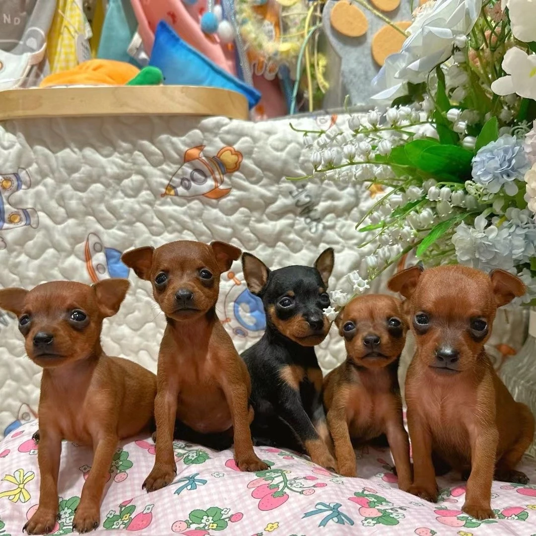 纯种小鹿犬小型宠物狗红棕色活体鹿犬短毛铁包金鹿犬