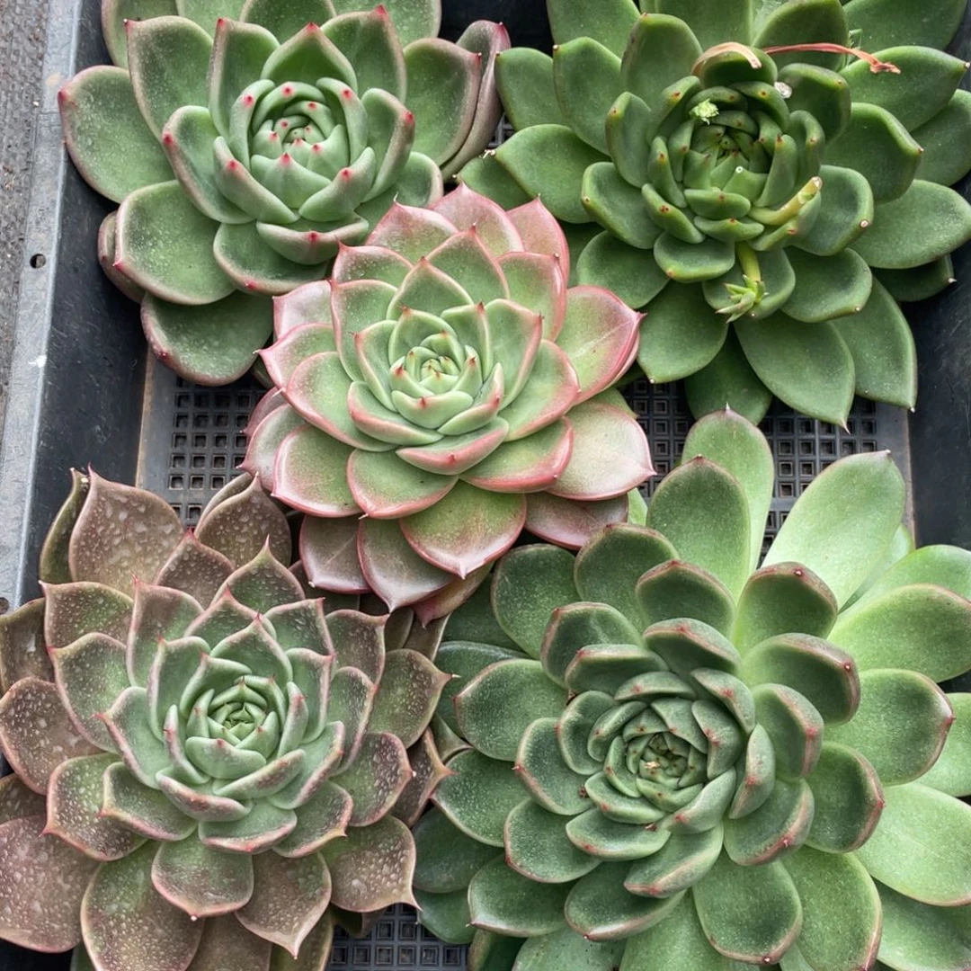 多肉植物多肉植物0515一筐特价福利