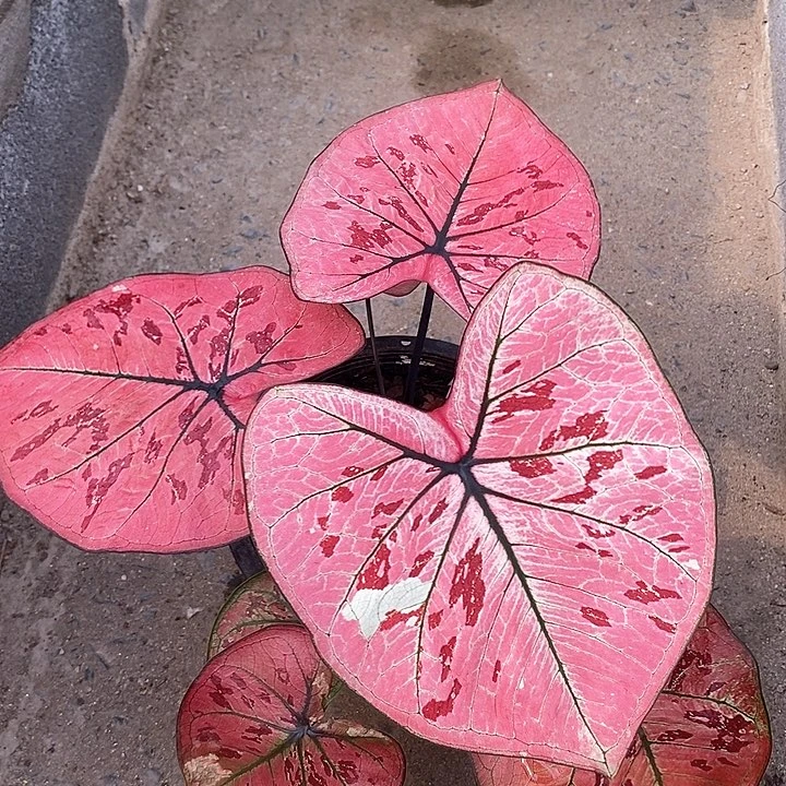 泰国彩叶 83-0203