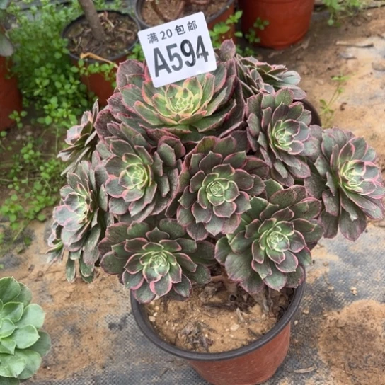 594粉花妖不包断枝