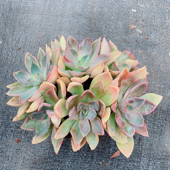 老桩琼斯朵朵綴20cm