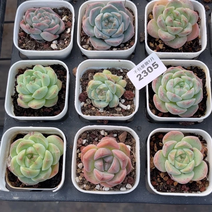 阿雅园艺。         2305九颗