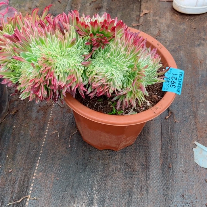 金丝菊缀3921多肉植物