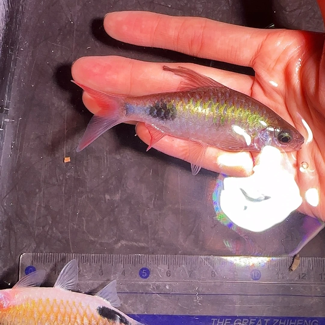 海水鱼克里555555