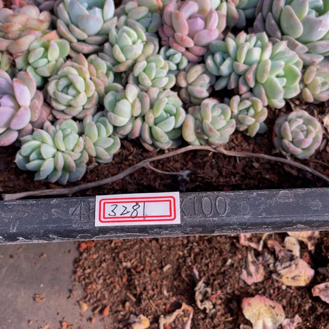 ✨***子3281糖心整框