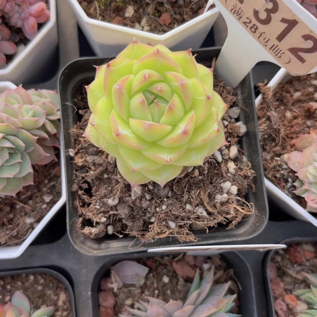 E312珍妮一物一拍