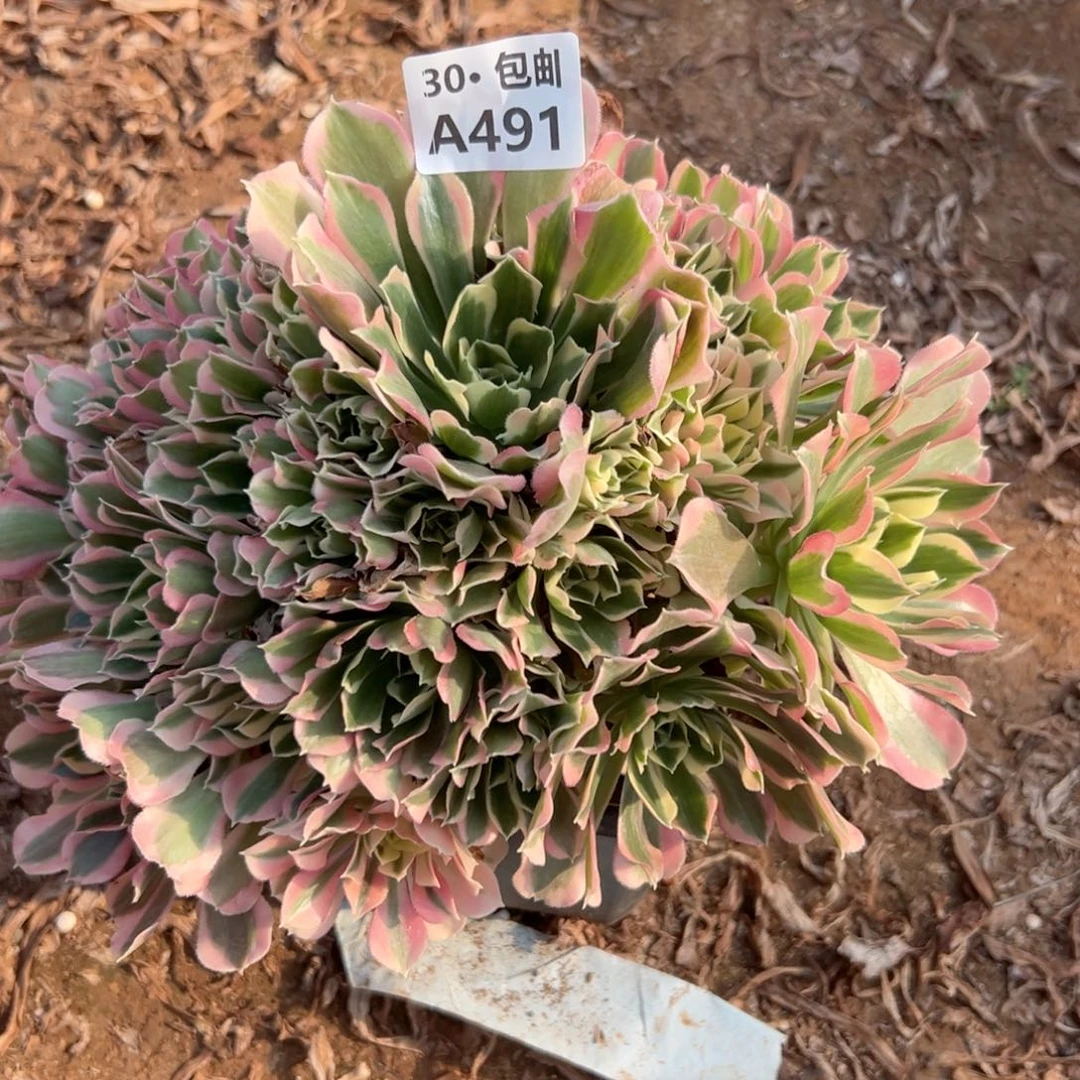 491 雨花石多肉断枝不包