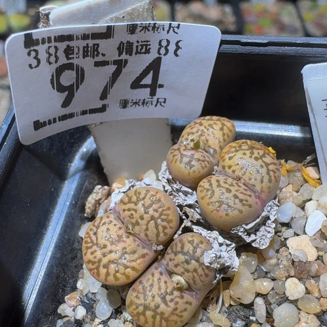 Ssss精品生石花974