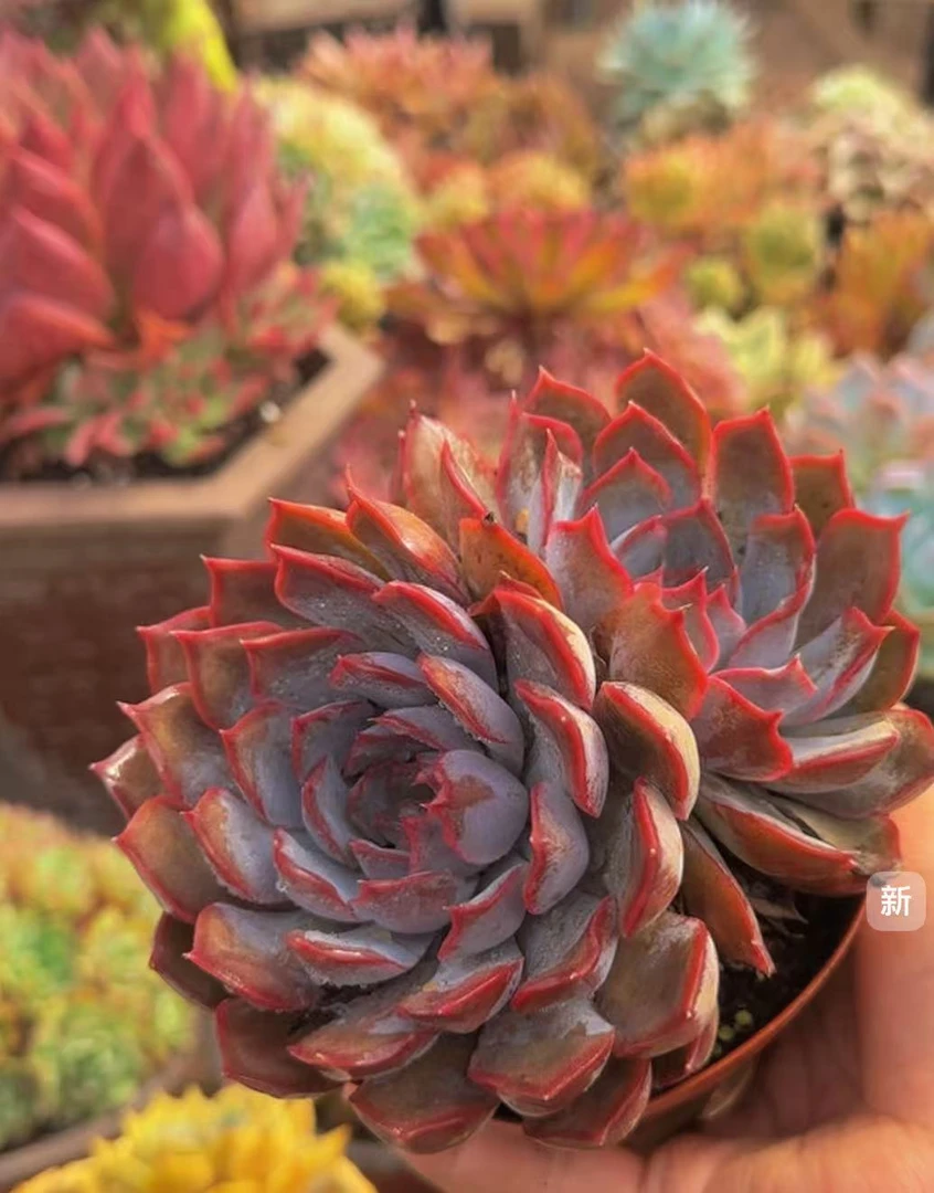 多肉植物暗冰双头发多样性（精品盆栽.多肉植物.好养好看.阳台）