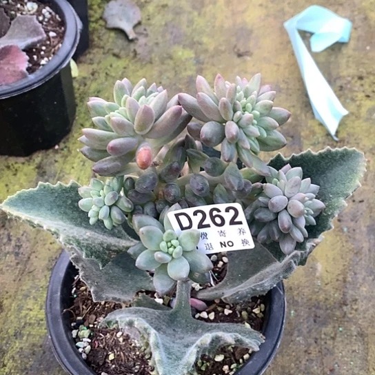 水晶球缀化262 亏本处理退款拉黑7-8天发货