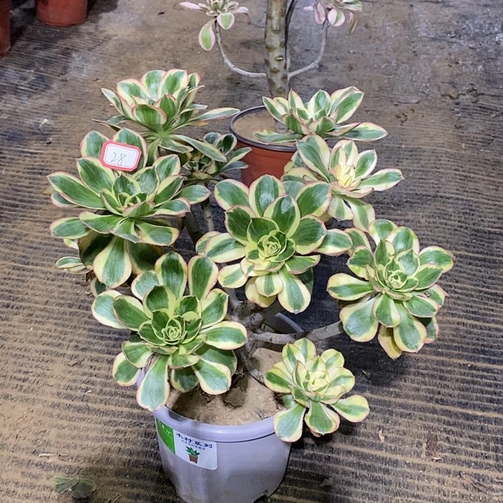 28，燕姿锦多肉法师多肉法师