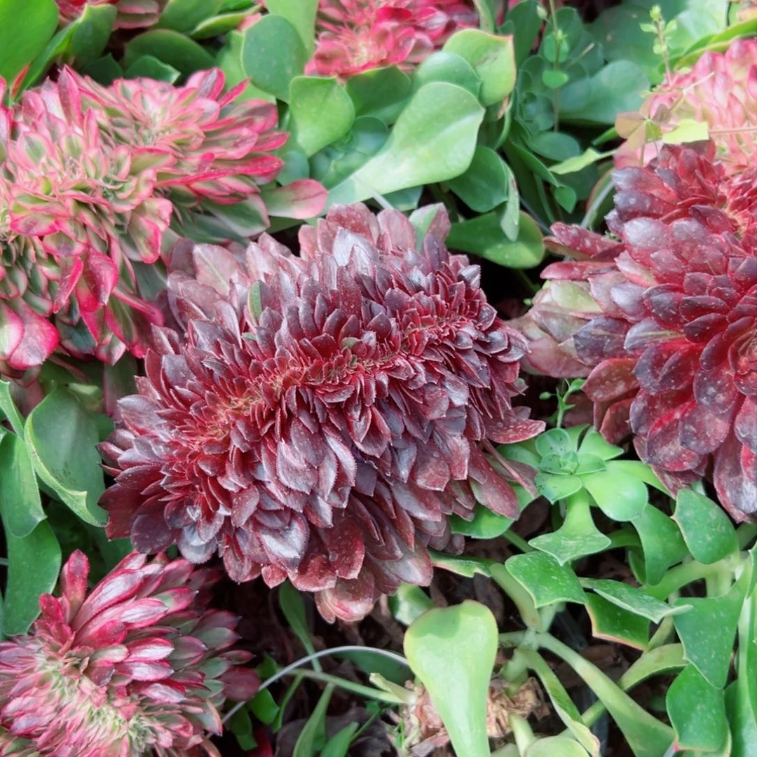 我1342 号多肉法师新年特价