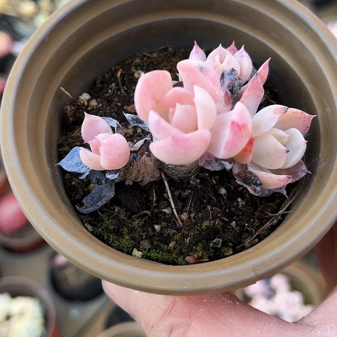 K**.151多肉植物提取萃取剂中