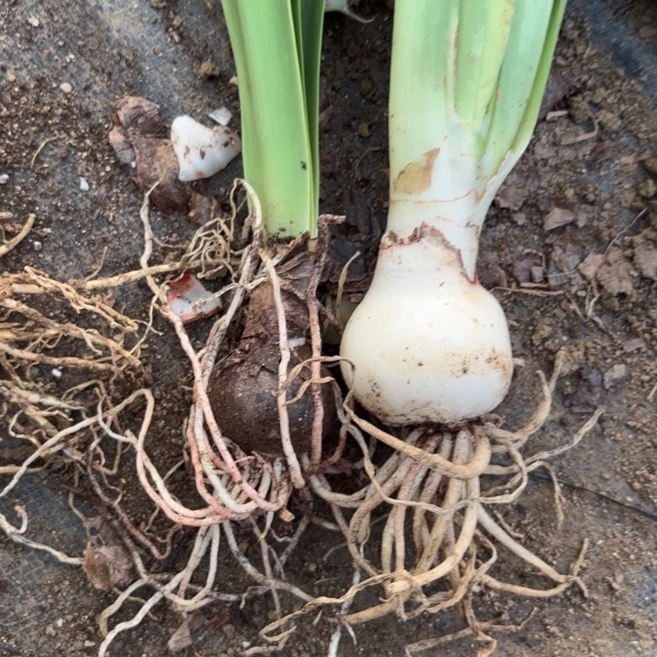 无花朵精灵➕舞蹈皇后包对版