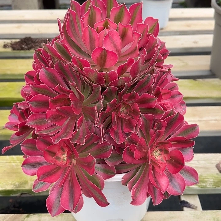 法师多肉植物女巫
