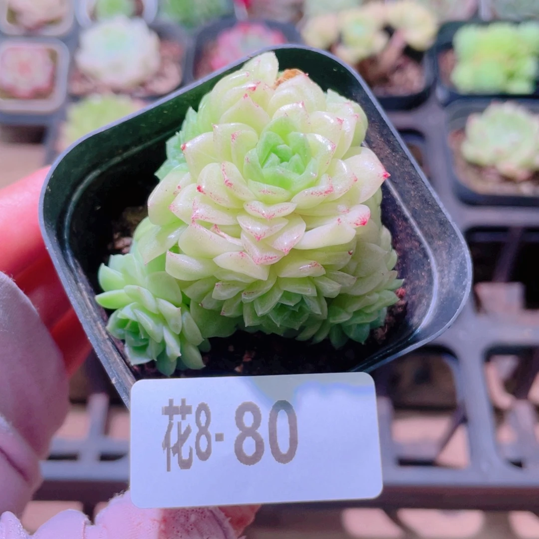 花利美8-80麦秆群