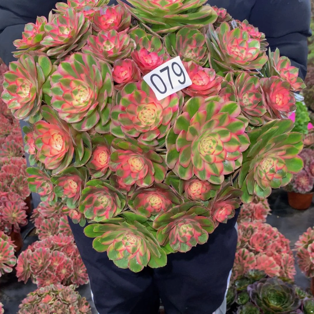 柠****法师多肉植物079荔枝