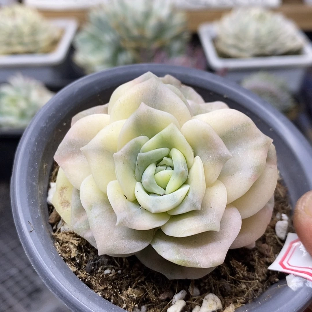 2476 可爱玫瑰覆轮锦