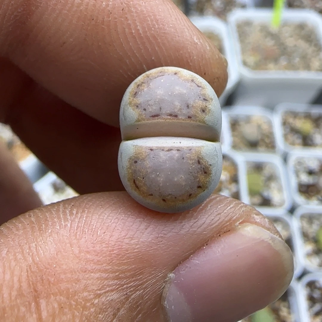 632 生石花大棚直播