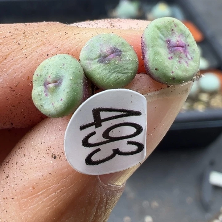 洁***西493号双11福利价格不代表平时价格