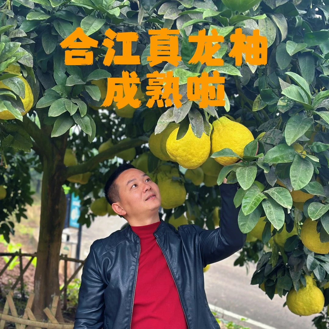 【精品大果】四川合江真龙柚新鲜多汁当季水果正能量包邮