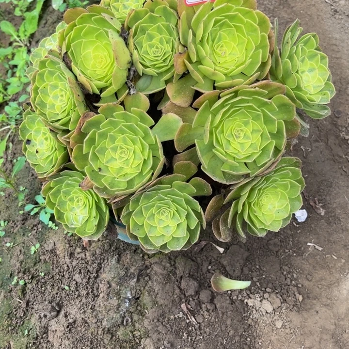 ****暖81雨荷多肉植物法师