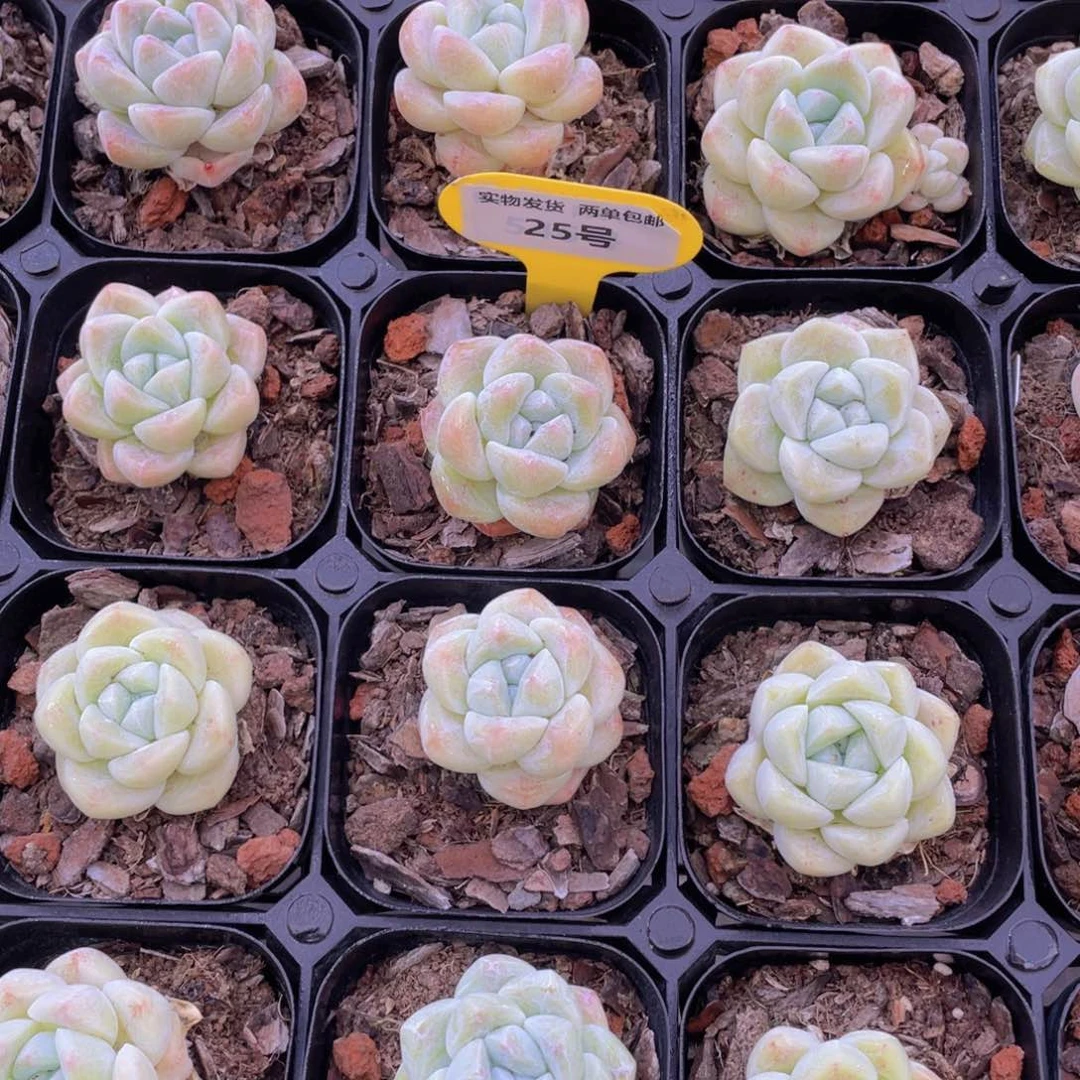 25号 珍妮翠玉单头两个