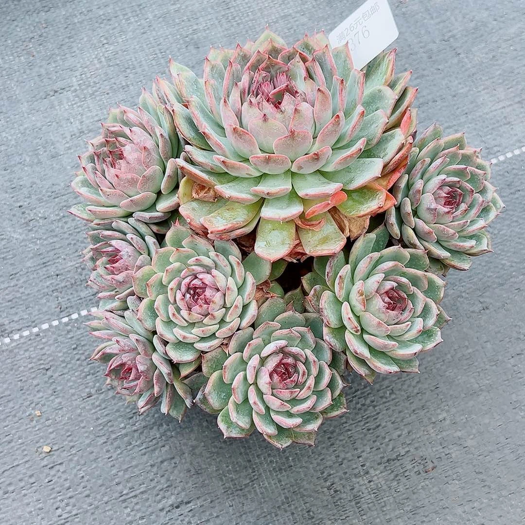 爱***钱376蓝色妖姬多肉植物