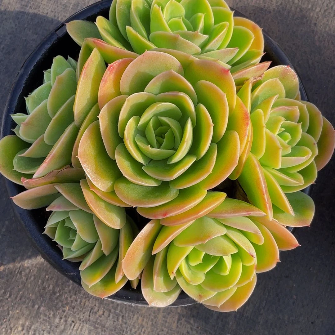 胡*桐辛纳塔多肉植物