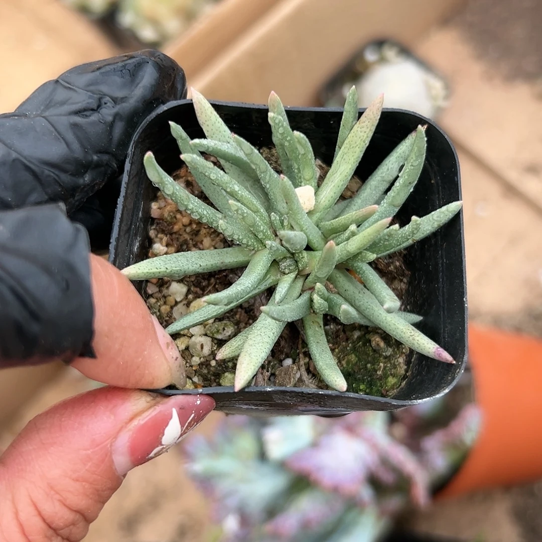 多肉植物短叶美杜莎