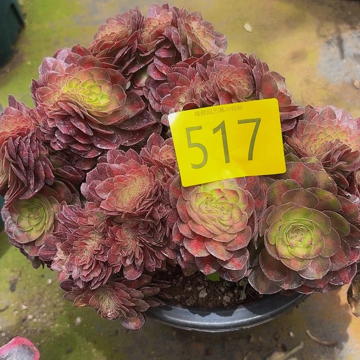 陈多肉植物福利517