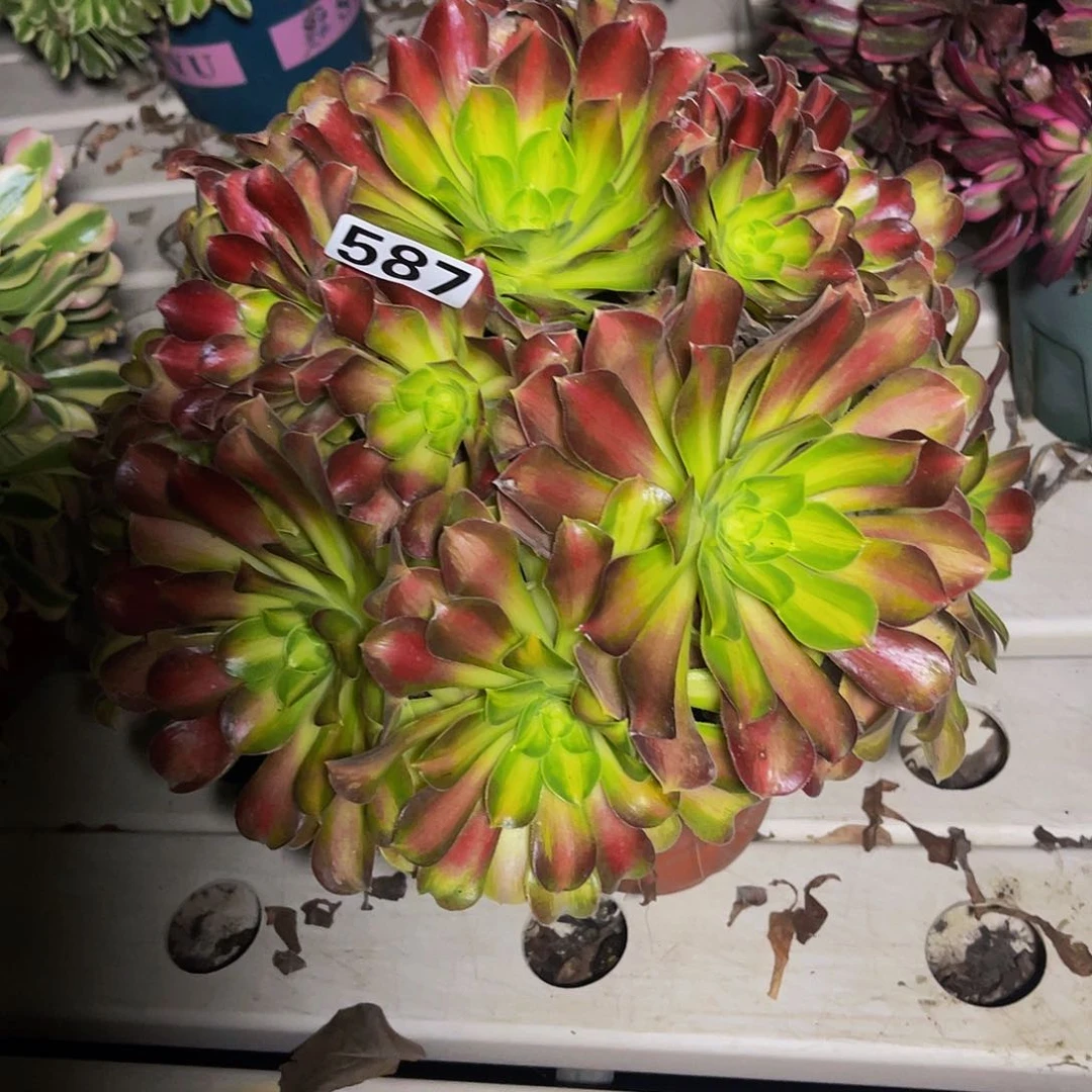 法师法师7/38包邮法师