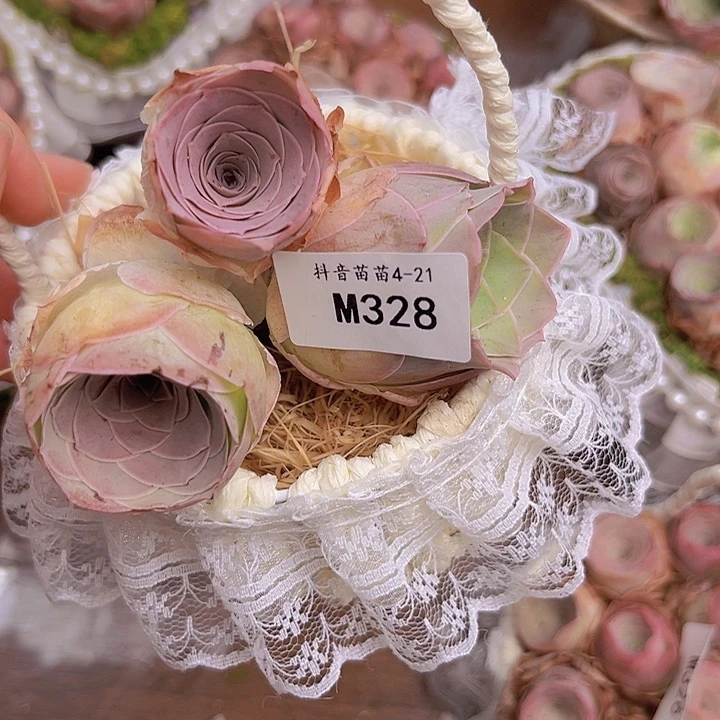 马***功山地玫瑰多肉植物福袋328