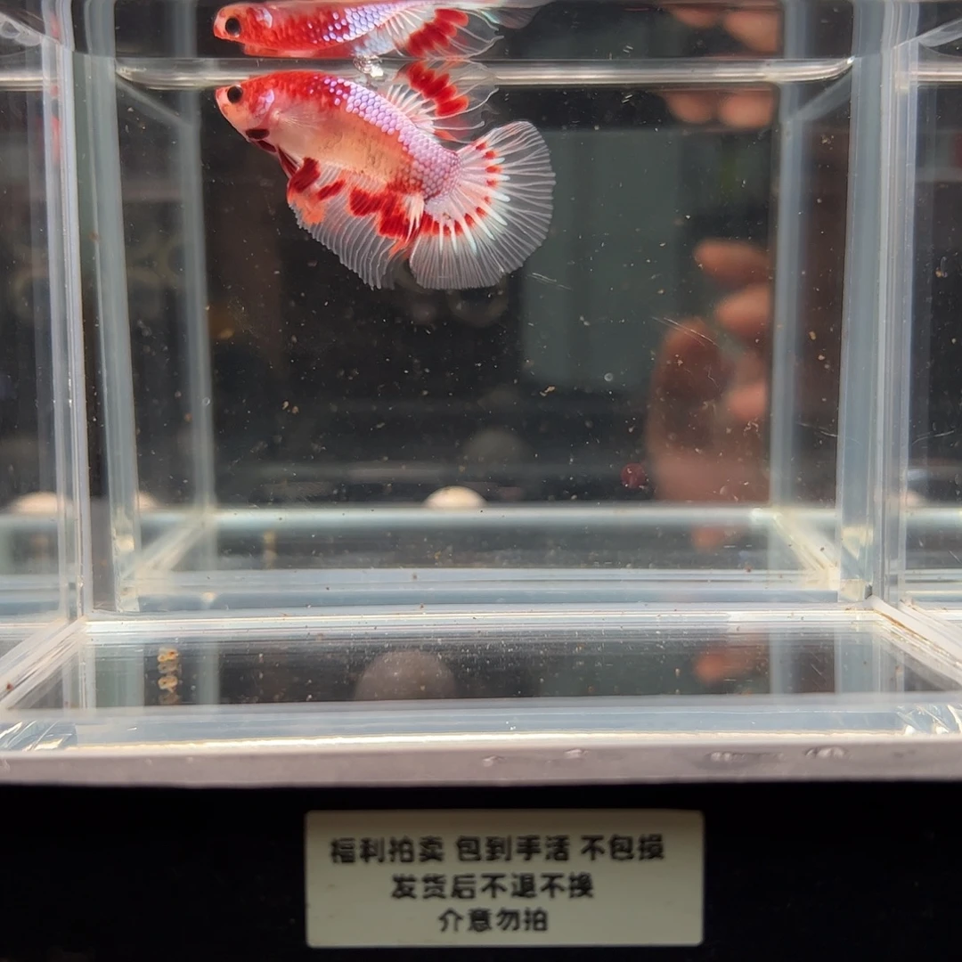 斗鱼一单包邮21日96