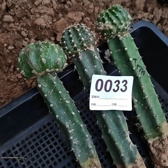 秀普嫁接3棵丽花冰美人tom秋清33