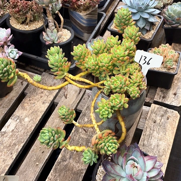 多肉植物，香格里拉136号