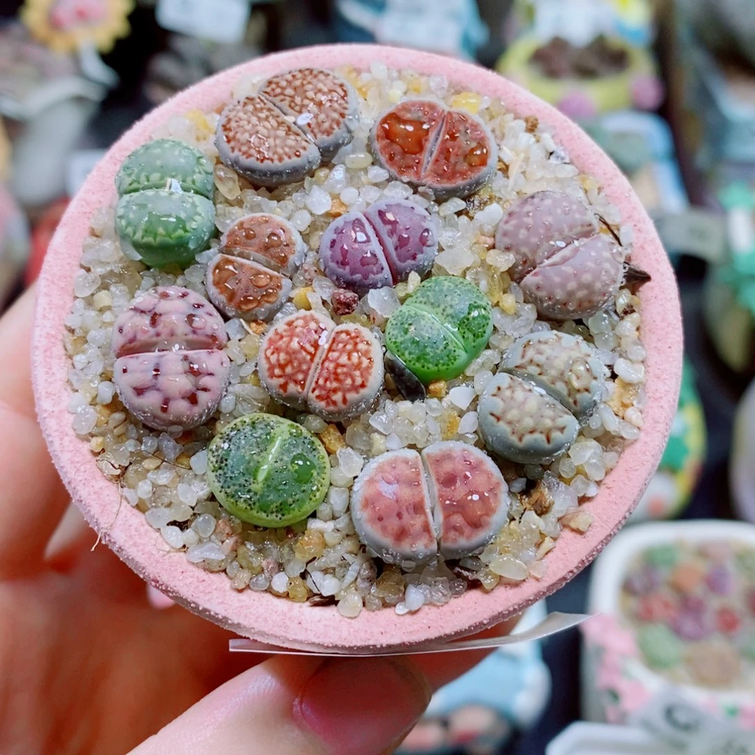 生石花花花花花花花744