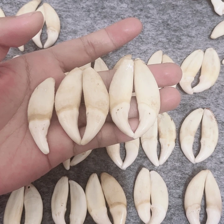 百***恋非金属无原生大牙5颗